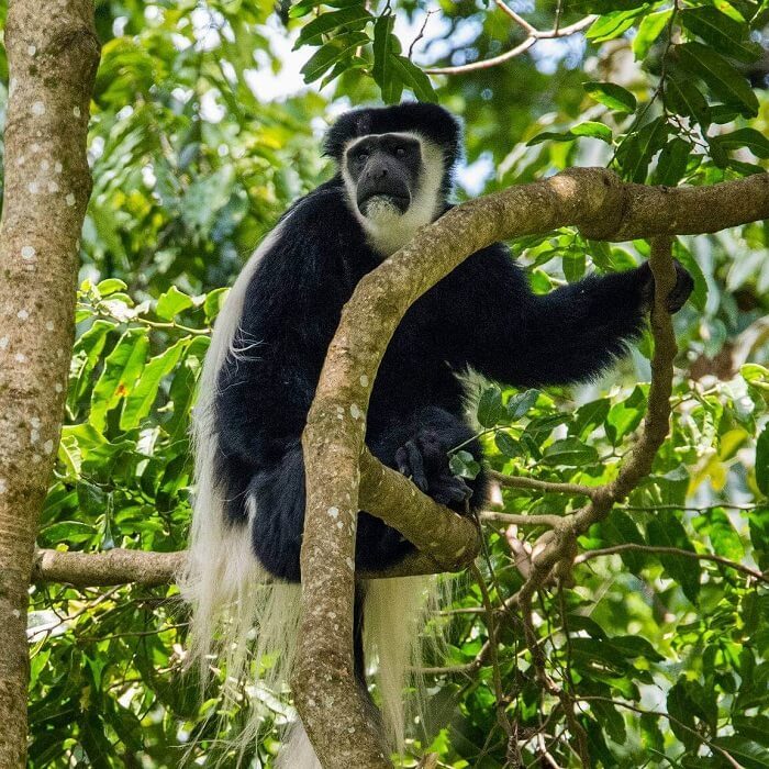 Arusha_National_Park_Black_and_White_Colobus (1)