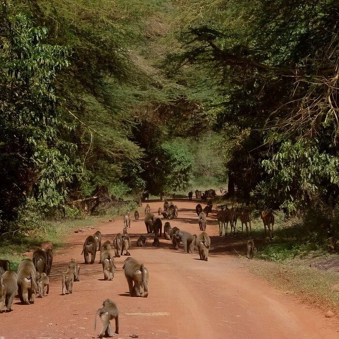 Baboons_in_Lake_Manyara_National_Park (1)