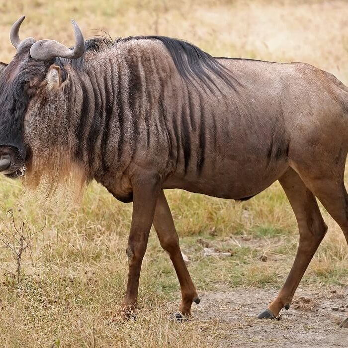Blue_Wildebeest, in tarangire (1)