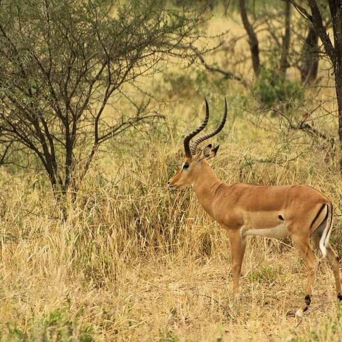 Impala1-Tarangir (1)