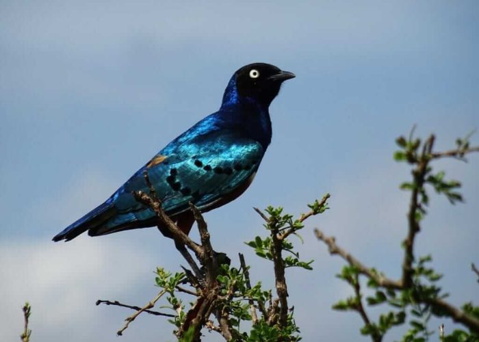 Mkomazi-blue-bird