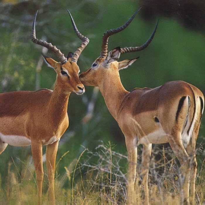 National_Park_Impala