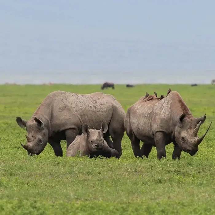 Ngorongoro Crater rhino (1)