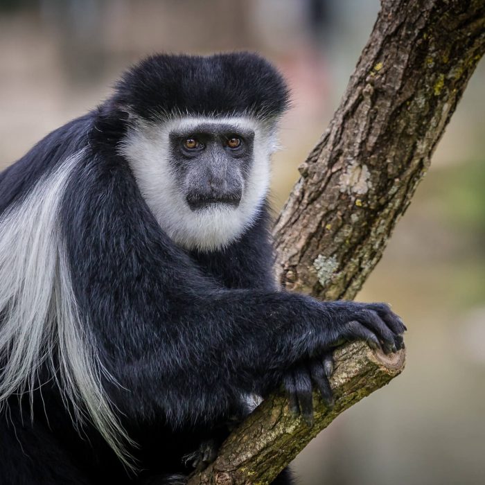 White Colobus monkeys