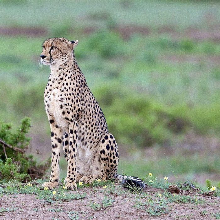 WildlifeCheetah (1)