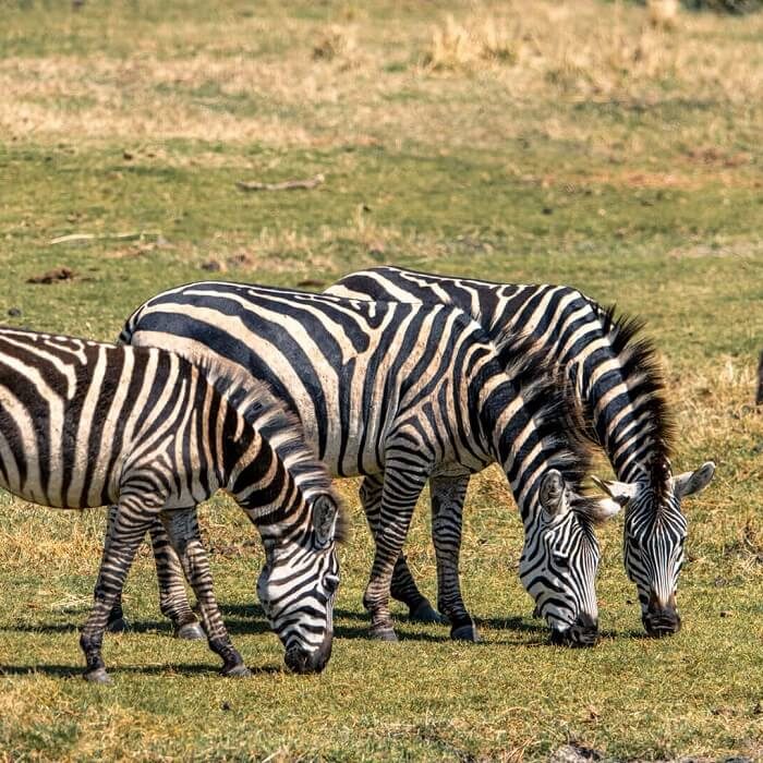 Zebras-grazing-in-Ngorongoro-Tanzania (1) (1) (1)