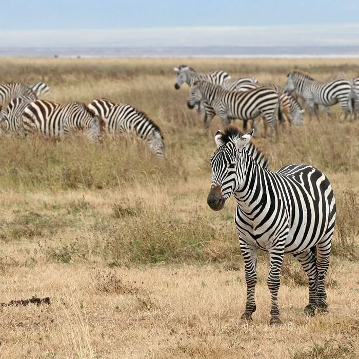 Zebras_Ngorongoro_Crater (1)