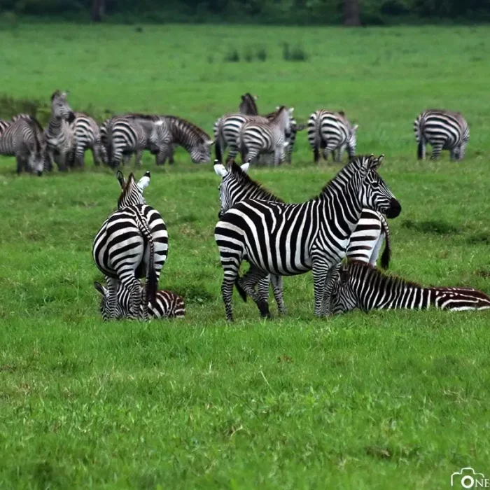 arusha-nationalpark-04