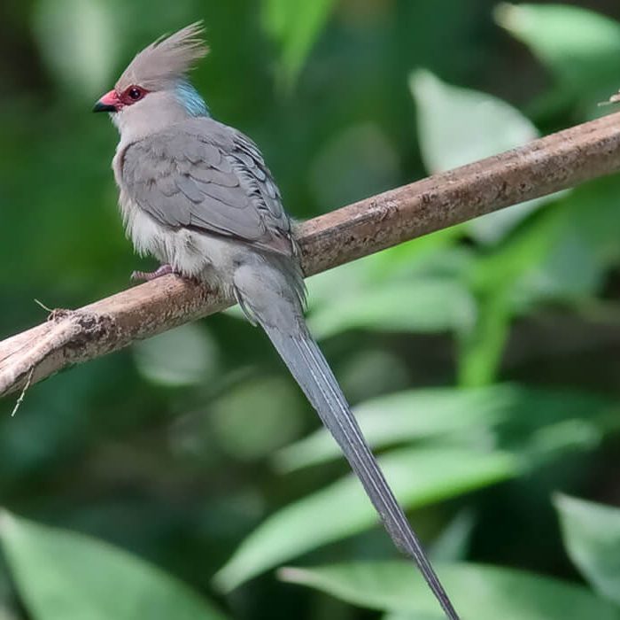 birdlife in lake manyara