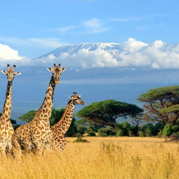 giraffe in kilimanjaro