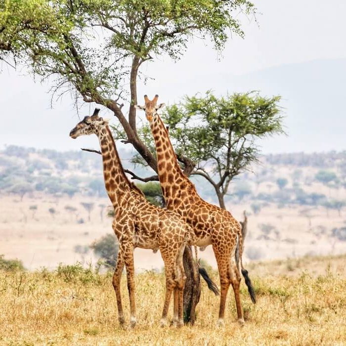 giraffe in sereneti (1)