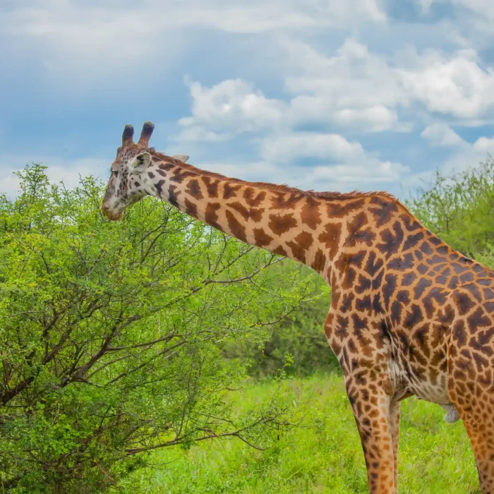 lake manyara Giraffe
