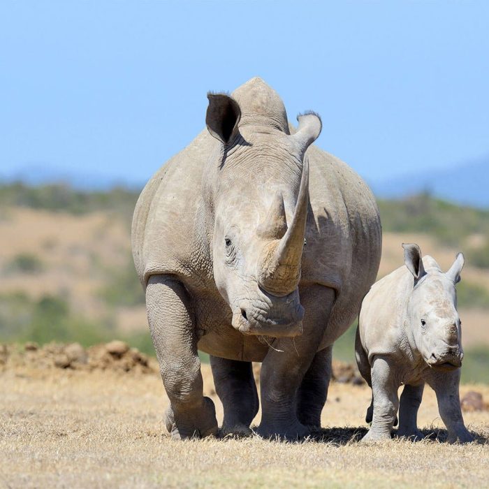 rhino in serengeti (1)