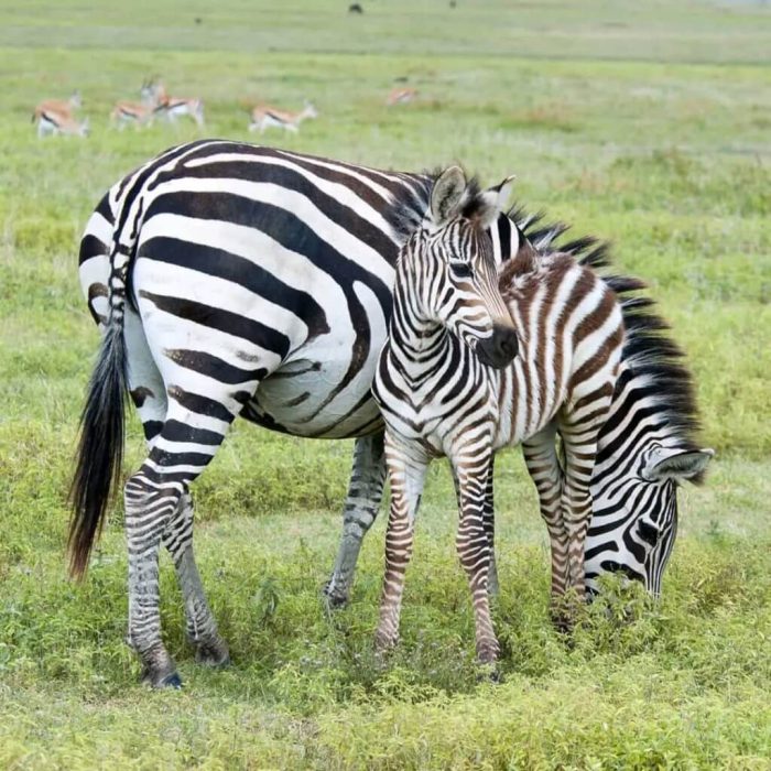 zebra in mkomazi 2